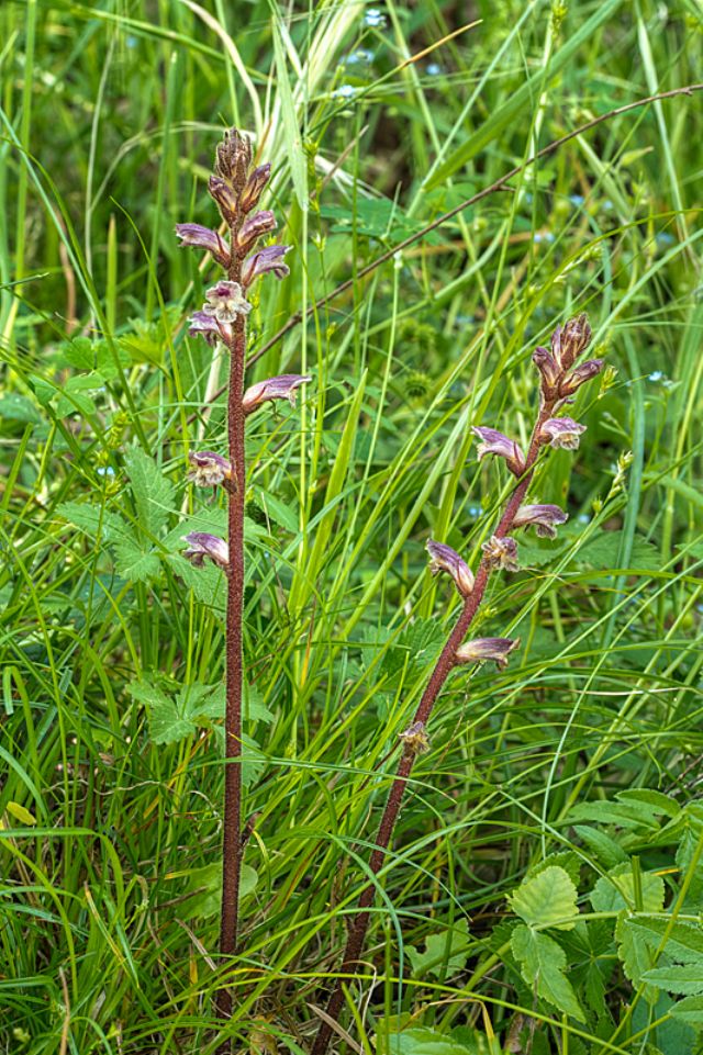 Orobanche minor / Succiamele minore